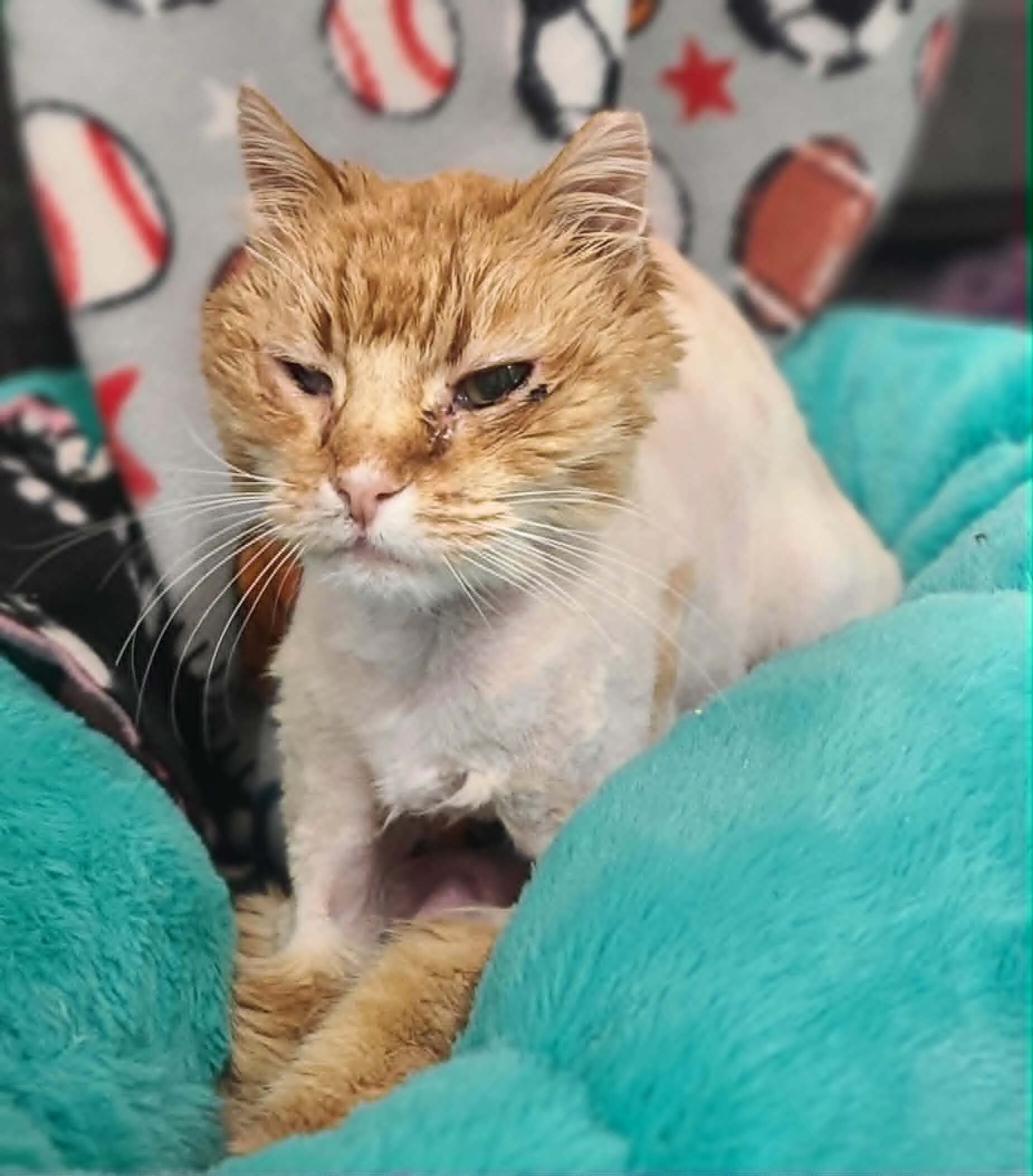 Picture of the Animal Listed